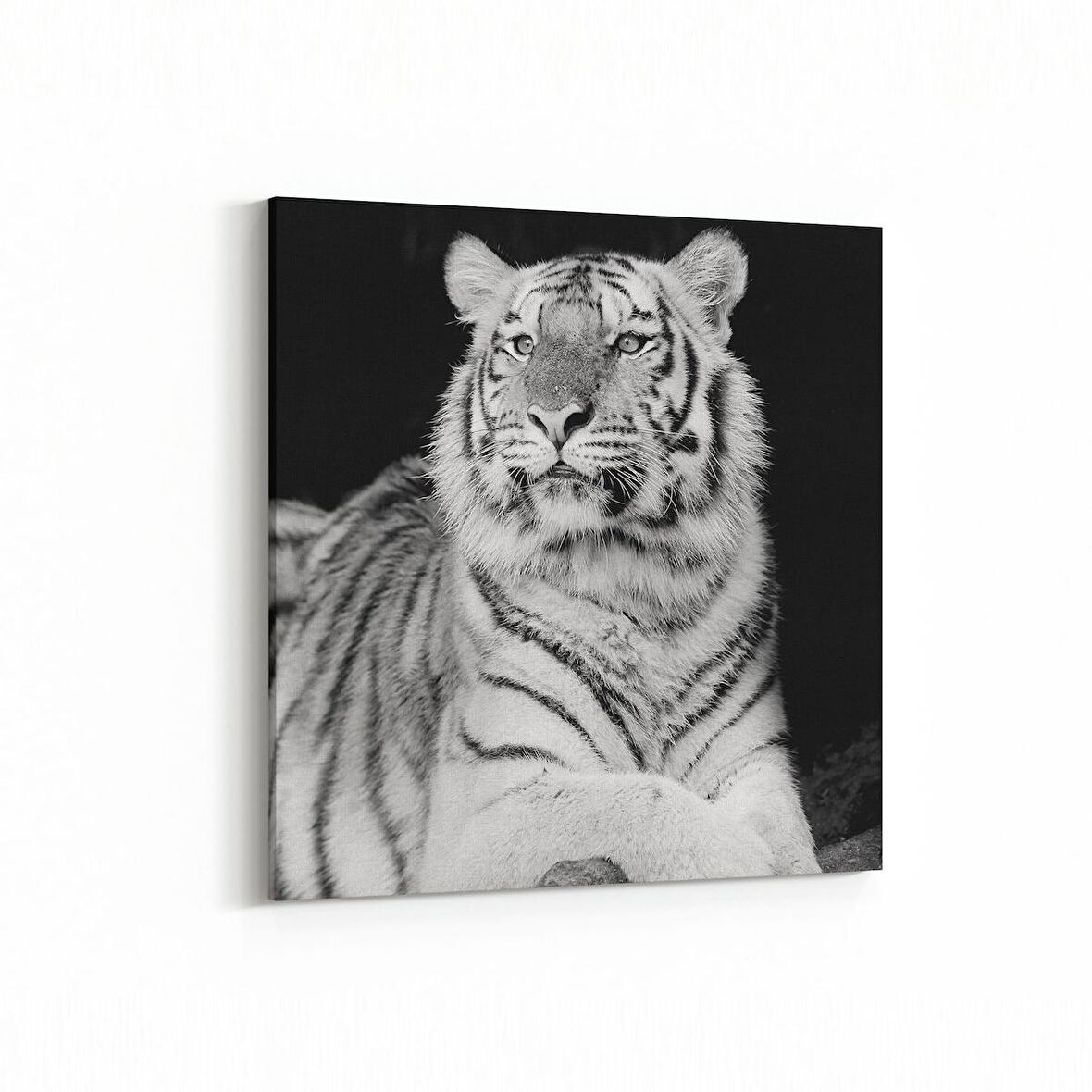 Olla 12533K Hayvanlar Alemi Görseli Kare Kanvas Tablo (Ölçü: 25X25)