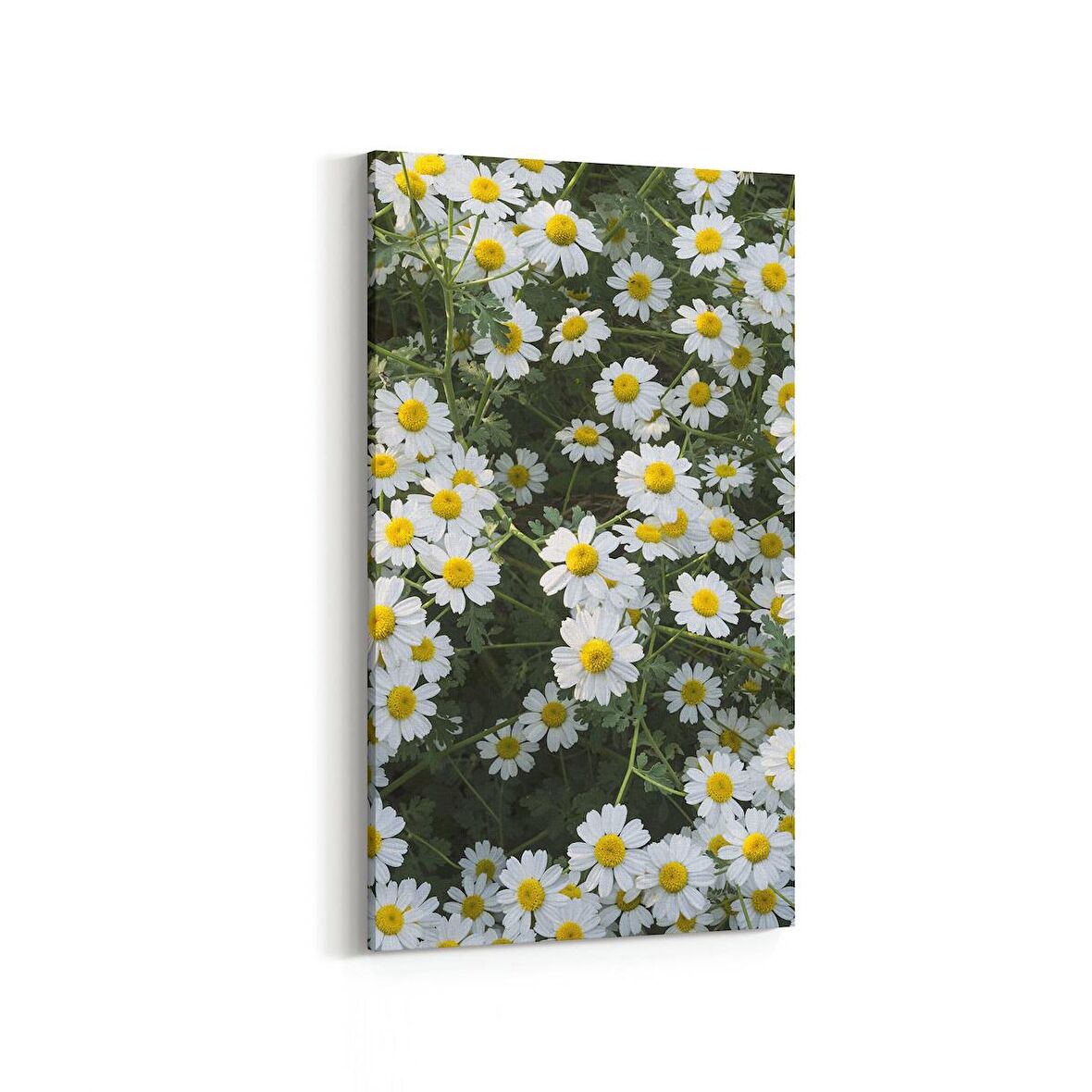 Olla 11611DD Çiçek Görseli Dikey Dar Kanvas Tablo (Ölçü: 40X80)