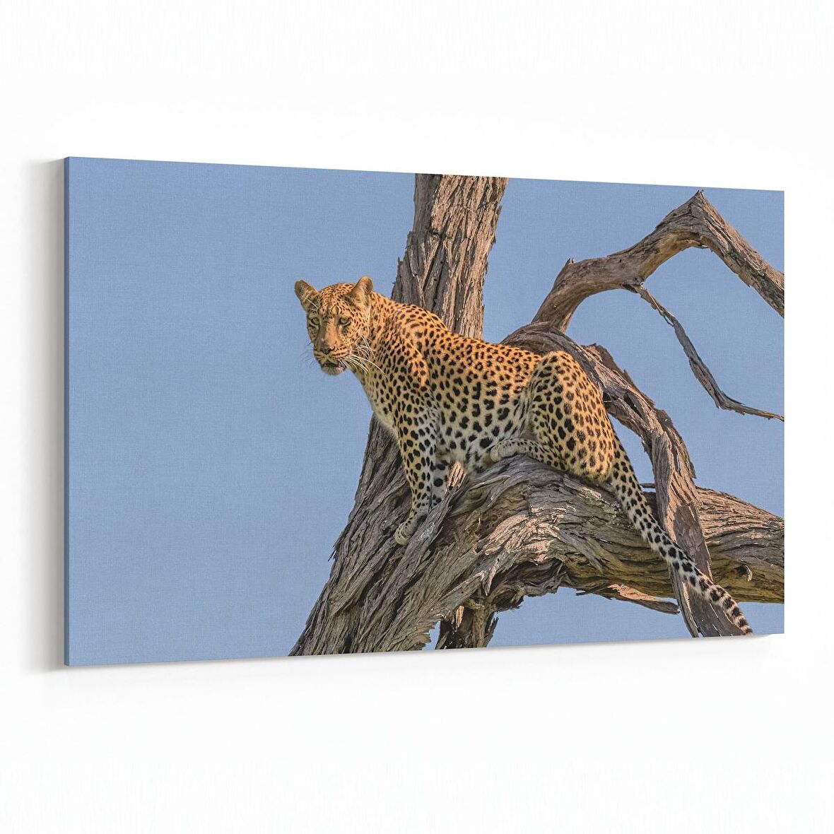 Olla 12466Y Hayvanlar Alemi Görseli Yatay Kanvas Tablo (Ölçü: 45X30)