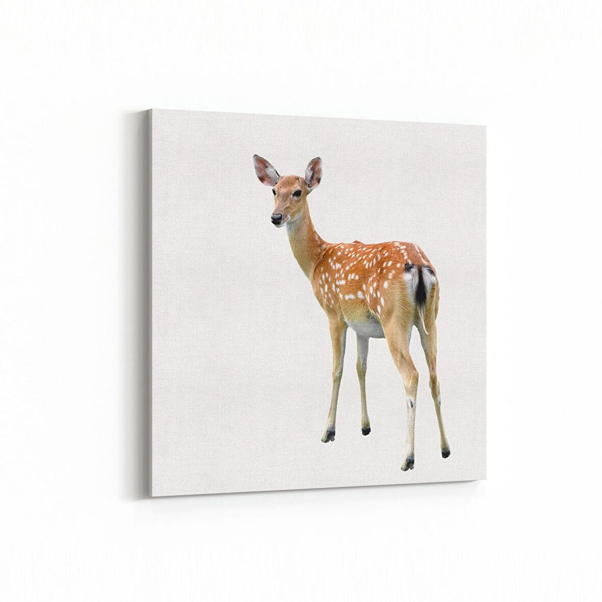 Olla 12516K Hayvanlar Alemi Görseli Kare Kanvas Tablo (Ölçü: 100X100)