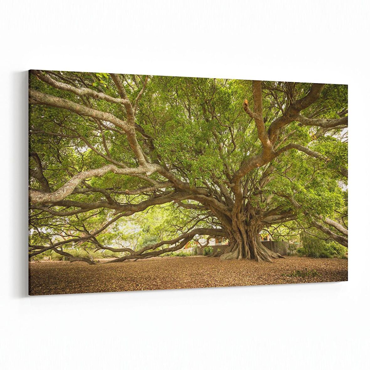 Olla 14268Y Doğa / Manzara Görseli Yatay Kanvas Tablo (Ölçü: 45X30)