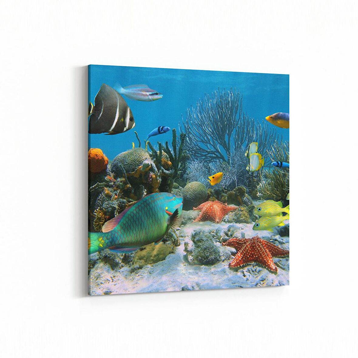 Olla 12056K Akvaryum / Balık Görseli Kare Kanvas Tablo (Ölçü: 30X30)