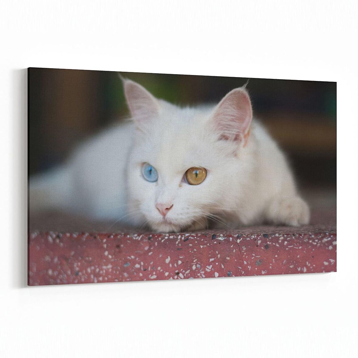 Olla 12578Y Hayvanlar Alemi Görseli Yatay Kanvas Tablo (Ölçü: 120X80)