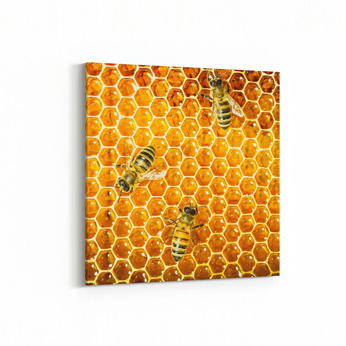 Olla 12499K Hayvanlar Alemi Görseli Kare Kanvas Tablo (Ölçü: 25X25)