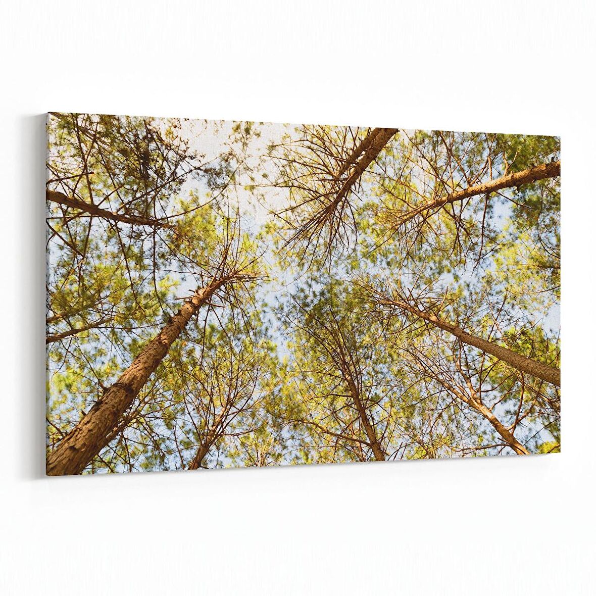 Olla 10639Y Ağaç Görseli Yatay Kanvas Tablo (Ölçü: 90X60)