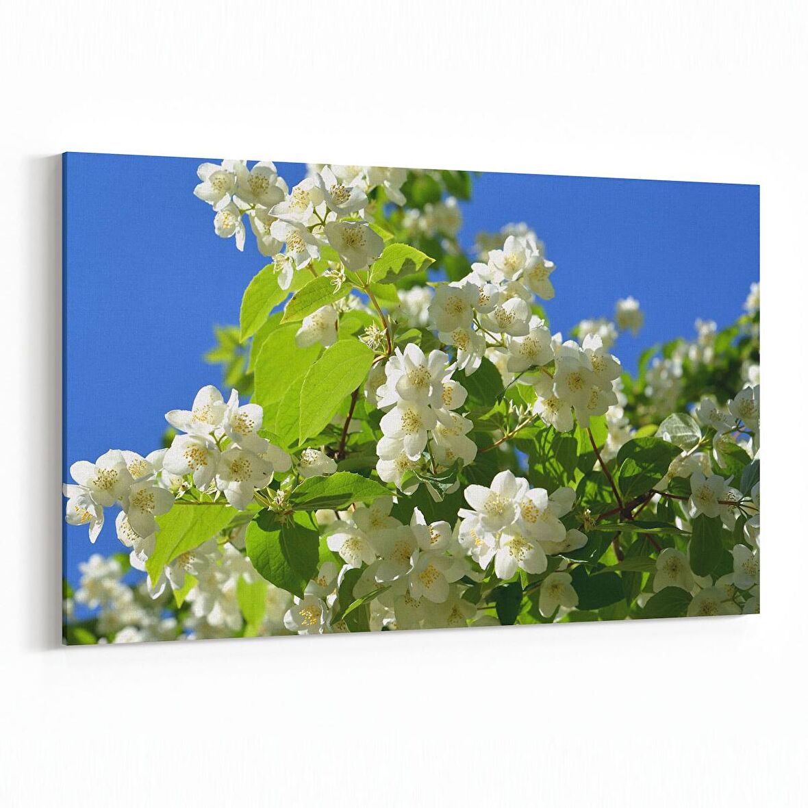 Olla 10900Y Ağaç Görseli Yatay Kanvas Tablo (Ölçü: 90X60)