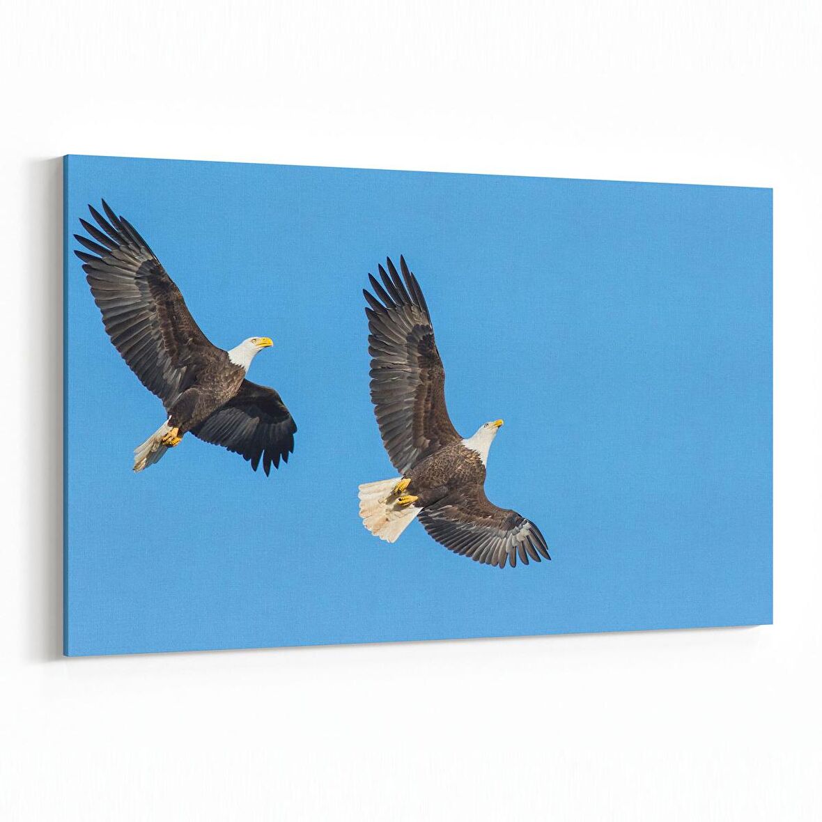 Olla 12642Y Hayvanlar Alemi Görseli Yatay Kanvas Tablo (Ölçü: 90X60)