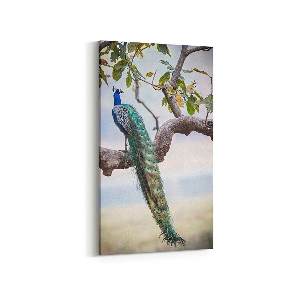 Olla 12459DD Hayvanlar Alemi Görseli Dikey Dar Kanvas Tablo (Ölçü: 40X80)
