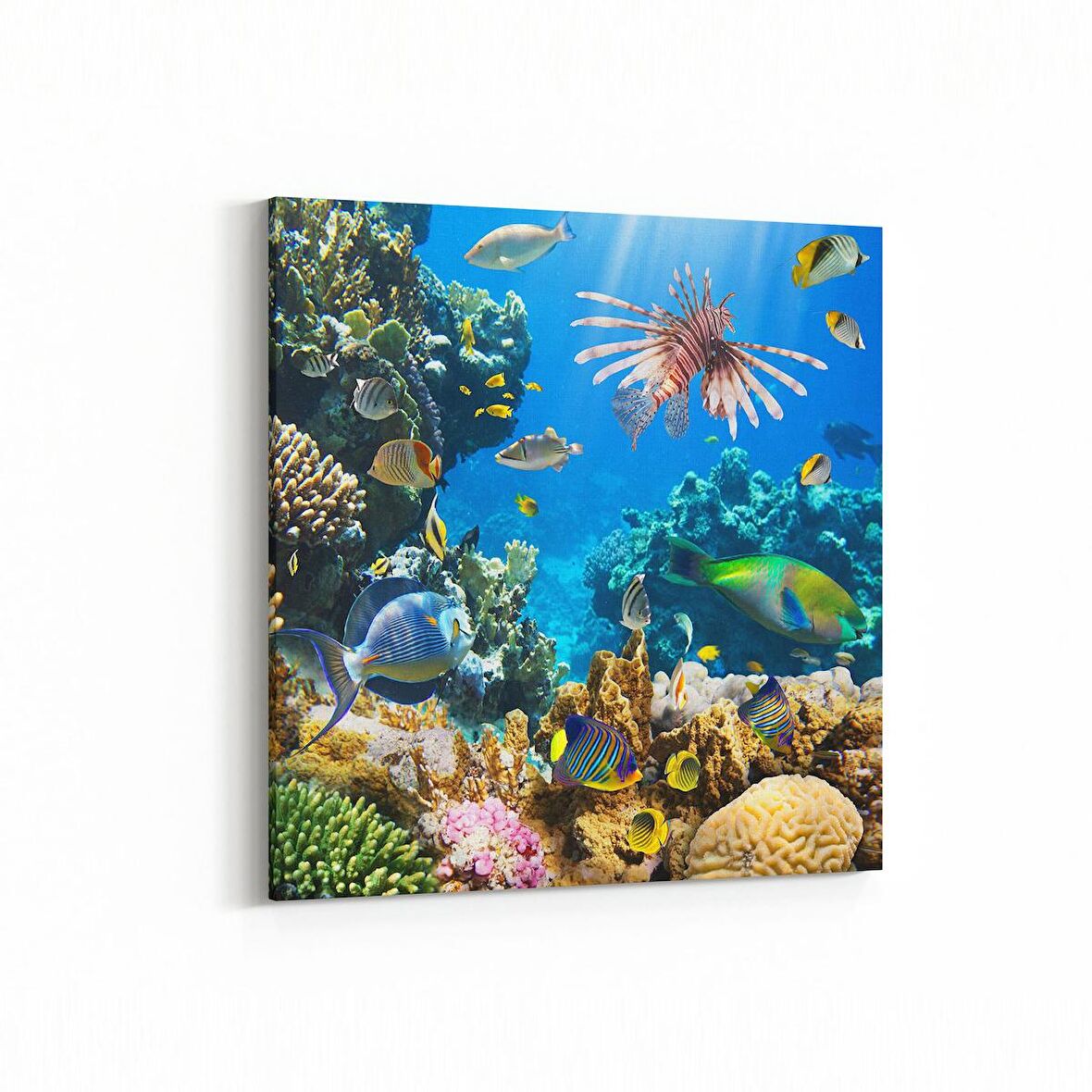 Olla 12206K Akvaryum / Balık Görseli Kare Kanvas Tablo (Ölçü: 30X30)