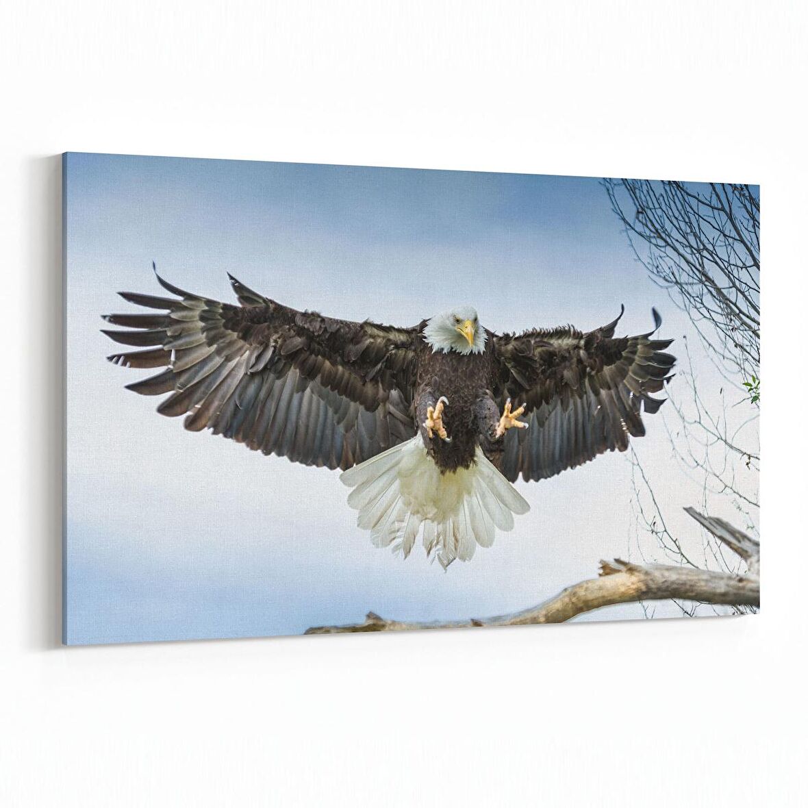 Olla 12527Y Hayvanlar Alemi Görseli Yatay Kanvas Tablo (Ölçü: 70X50)