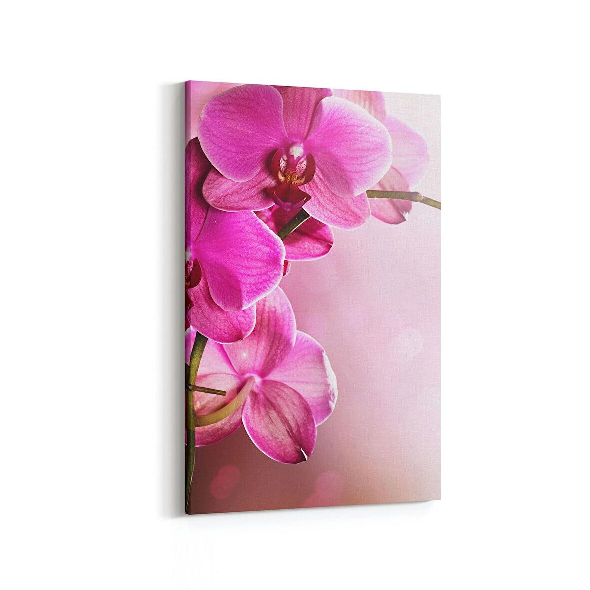 Olla 11749D Orkide Çiçek Görseli Dikey Kanvas Tablo (Ölçü: 100X150)