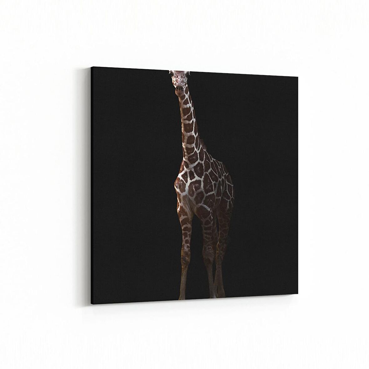 Olla 12467K Hayvanlar Alemi Görseli Kare Kanvas Tablo (Ölçü: 30X30)