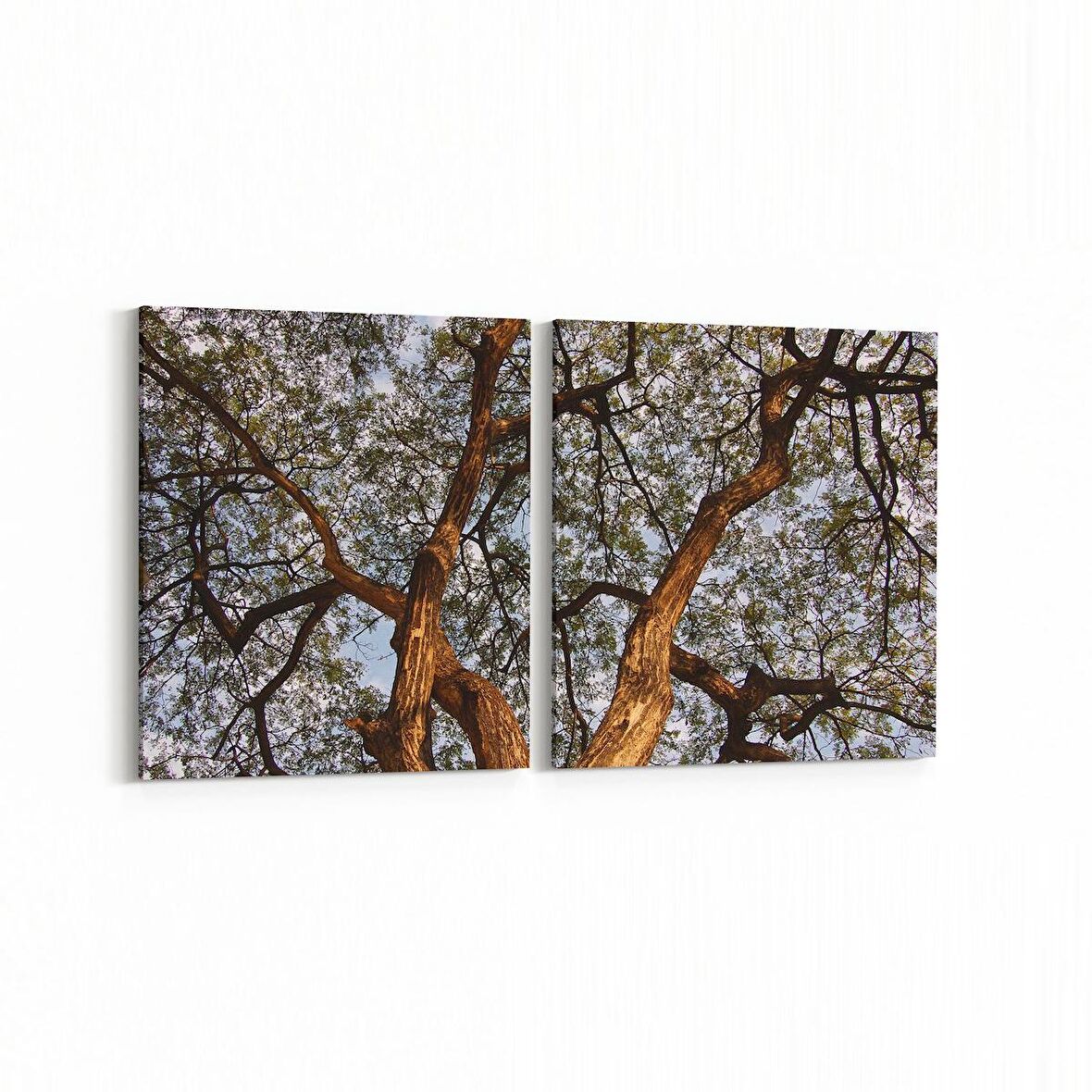 Olla 11061K2Y Ağaç Görseli Kare 2'li Yatay Kanvas Tablo (Ölçü: 85X40)