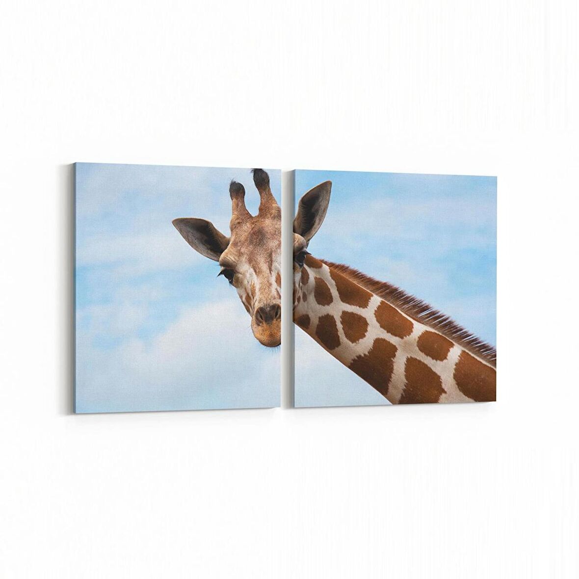 Olla 12504K2Y Hayvanlar Alemi Görseli Kare 2'li Yatay Kanvas Tablo (Ölçü: 85X40)