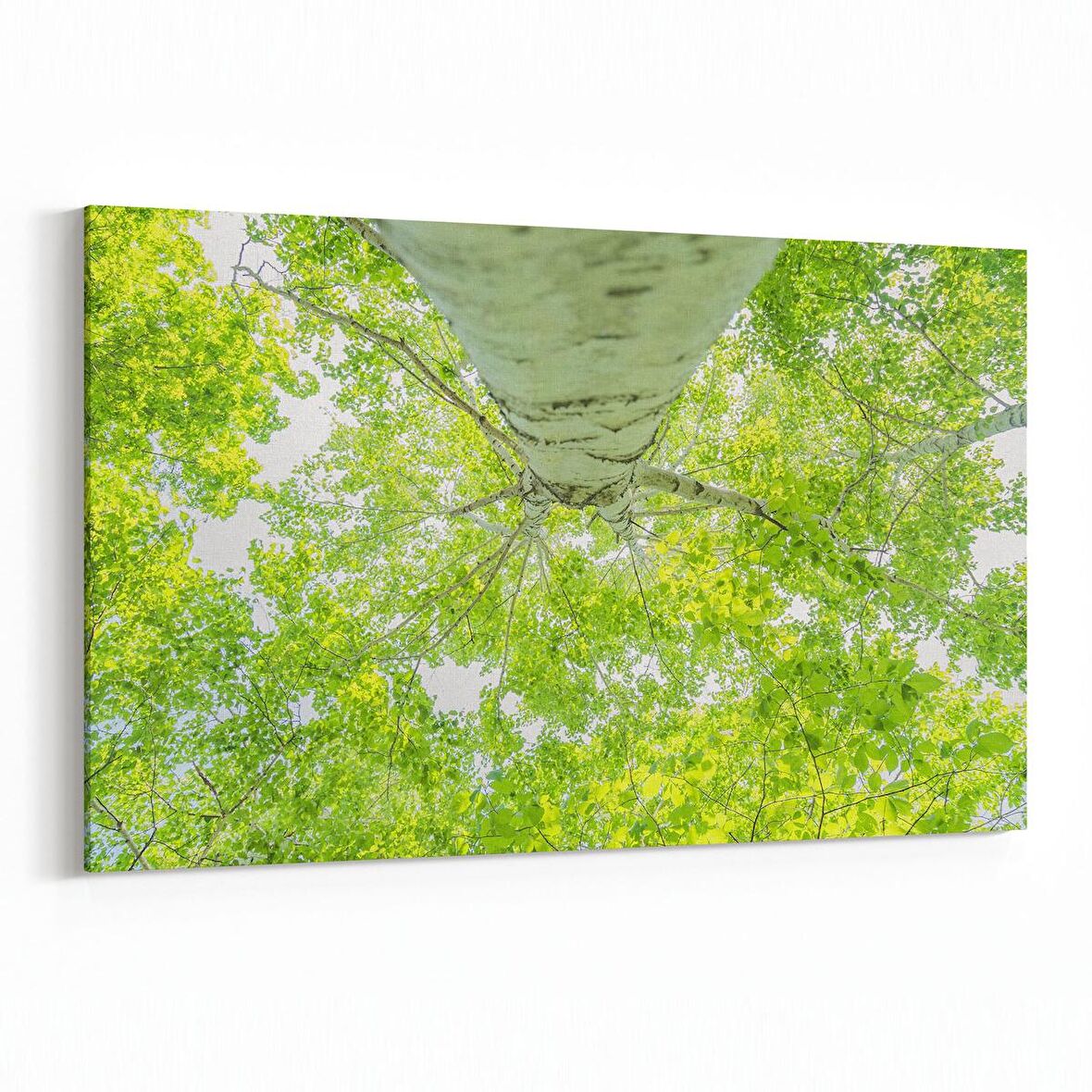 Olla 10942Y Ağaç Görseli Yatay Kanvas Tablo (Ölçü: 45X30)