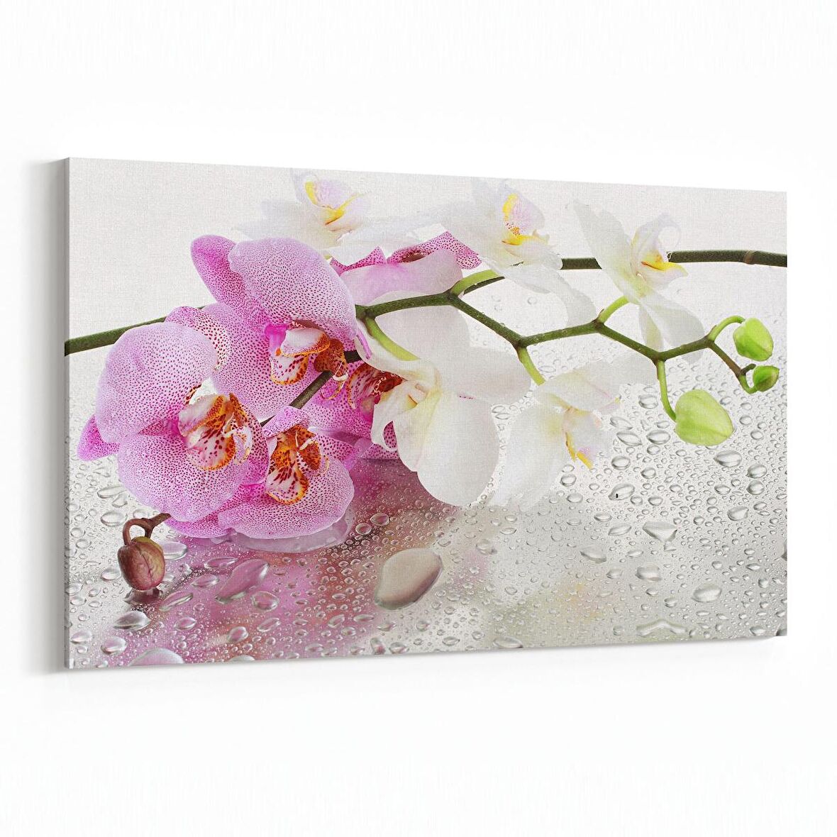 Olla 11666Y Orkide Çiçek Görseli Yatay Kanvas Tablo (Ölçü: 90X60)