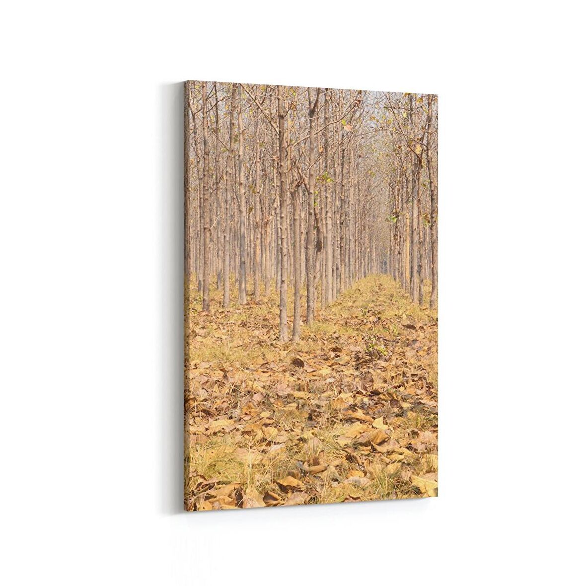 Olla 14460D Doğa / Manzara Görseli Dikey Kanvas Tablo (Ölçü: 40X60)