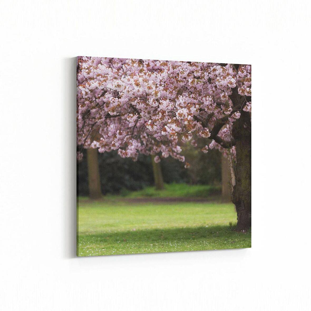 Olla 13444K Doğa / Manzara Görseli Kare Kanvas Tablo (Ölçü: 60X60)