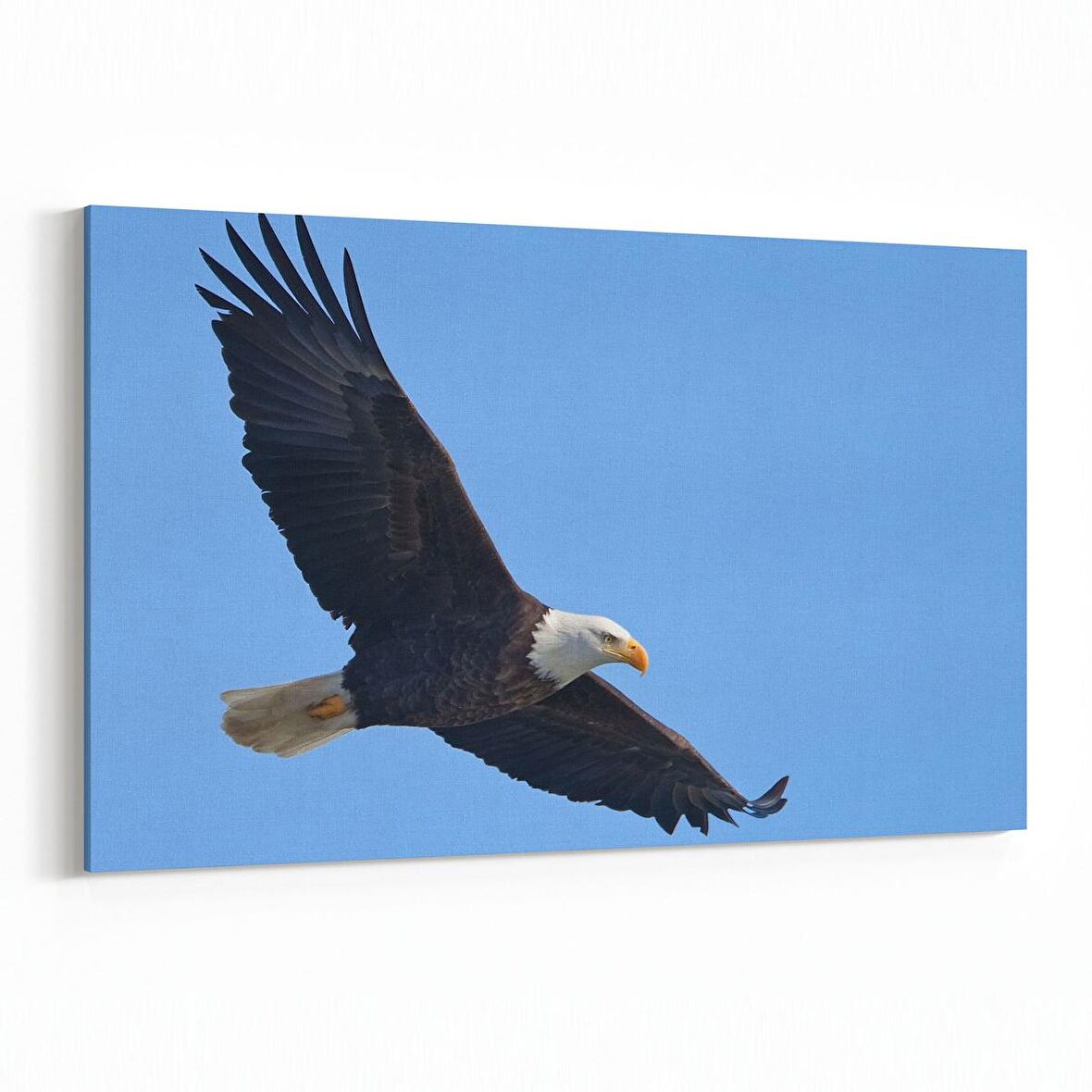 Olla 12692Y Hayvanlar Alemi Görseli Yatay Kanvas Tablo (Ölçü: 90X60)