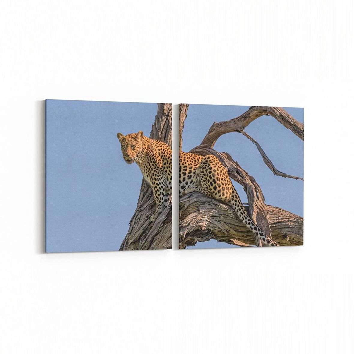 Olla 12466K2Y Hayvanlar Alemi Görseli Kare 2'li Yatay Kanvas Tablo (Ölçü: 65X30)