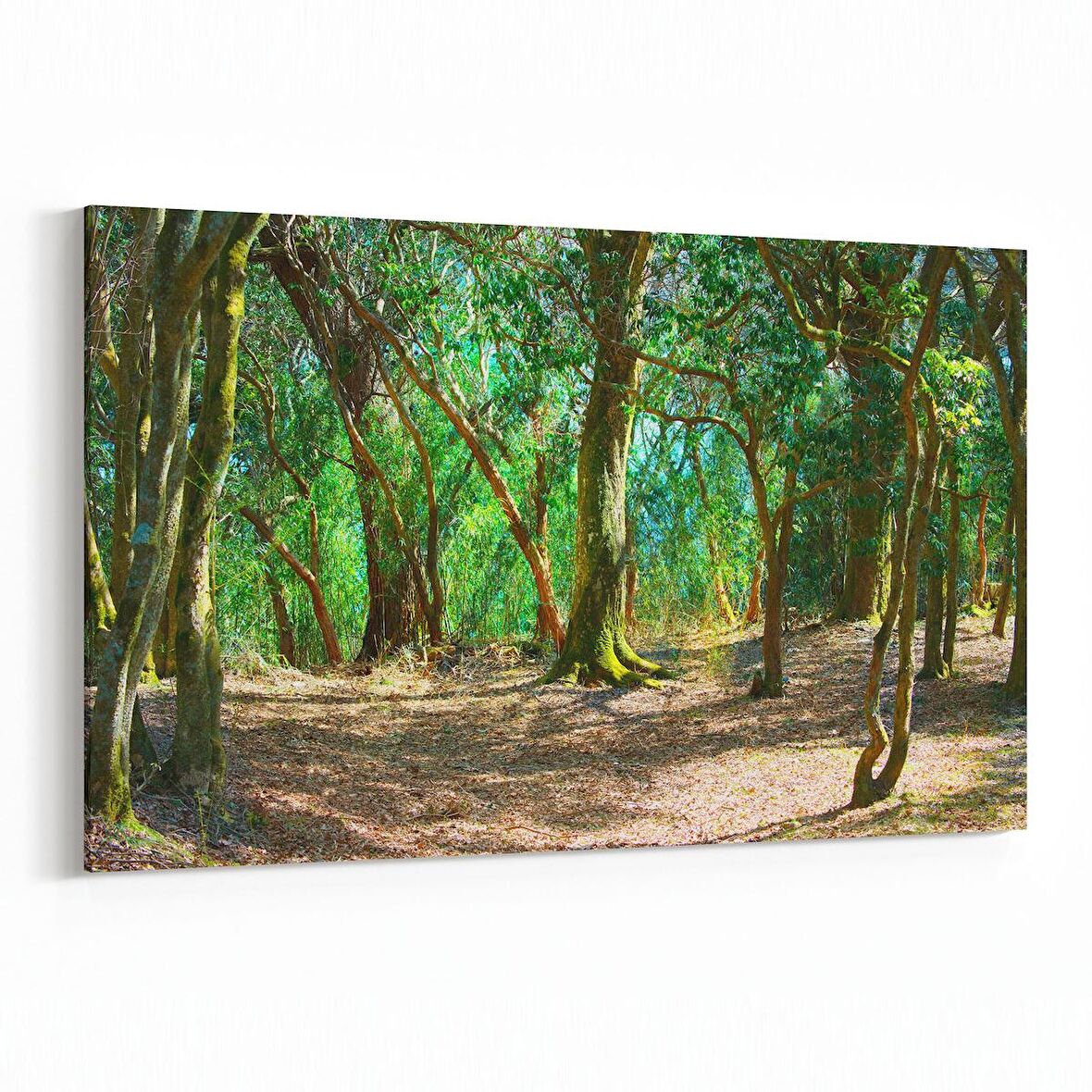 Olla 13679Y Doğa / Manzara Görseli Yatay Kanvas Tablo (Ölçü: 150X100)