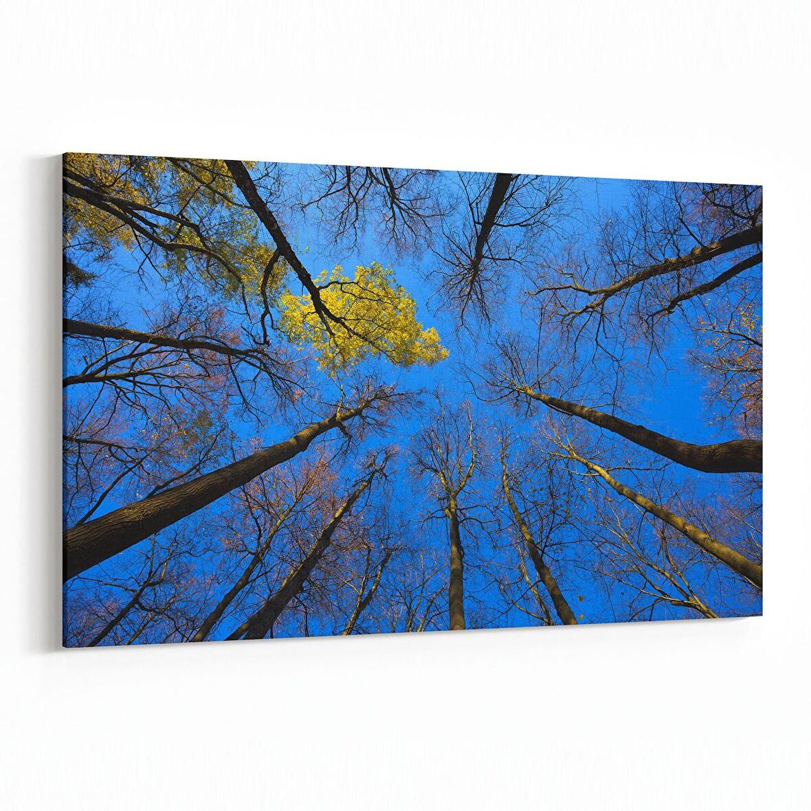 Olla 10861Y Ağaç Görseli Yatay Kanvas Tablo (Ölçü: 150X100)