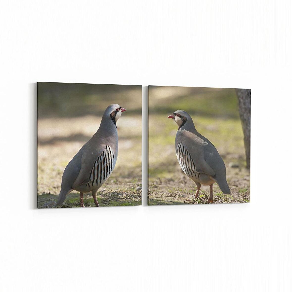 Olla 12657K2Y Hayvanlar Alemi Görseli Kare 2'li Yatay Kanvas Tablo (Ölçü: 65X30)