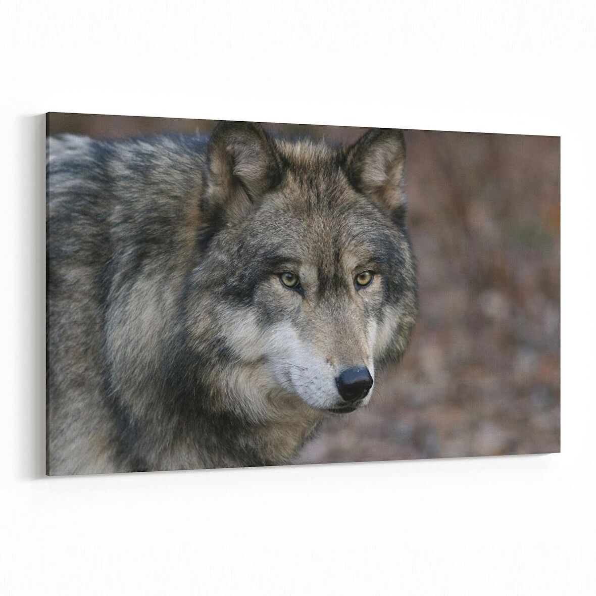 Olla 12585Y Hayvanlar Alemi Görseli Yatay Kanvas Tablo (Ölçü: 30X20)