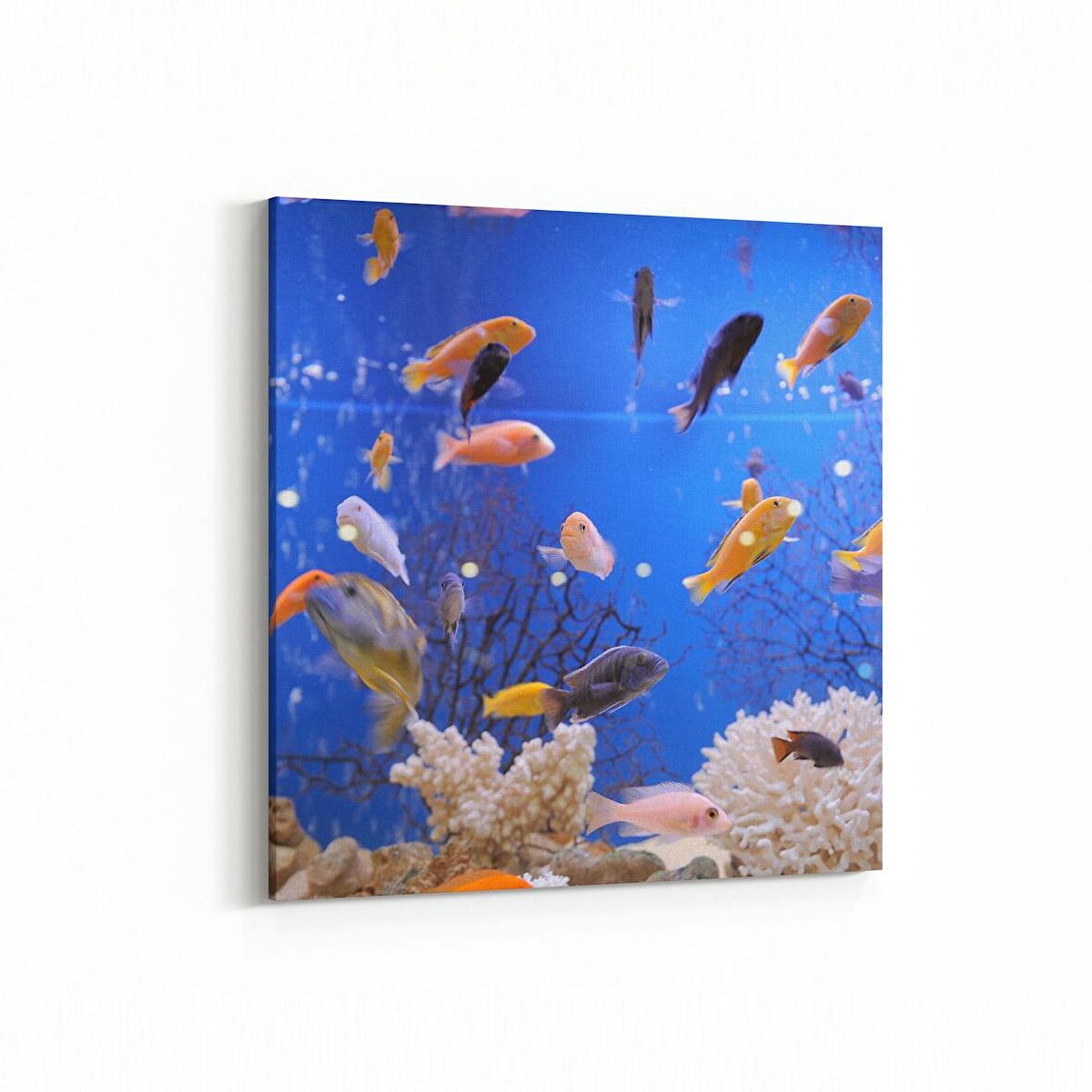 Olla 12088K Akvaryum / Balık Görseli Kare Kanvas Tablo (Ölçü: 30X30)