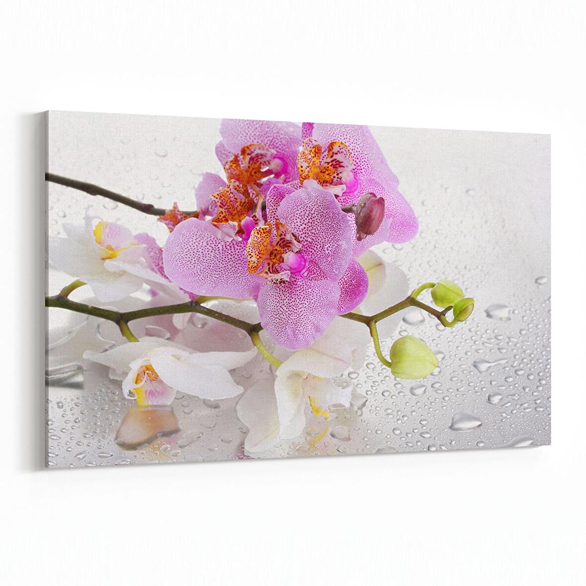 Olla 11658Y Orkide Çiçek Görseli Yatay Kanvas Tablo (Ölçü: 30X20)
