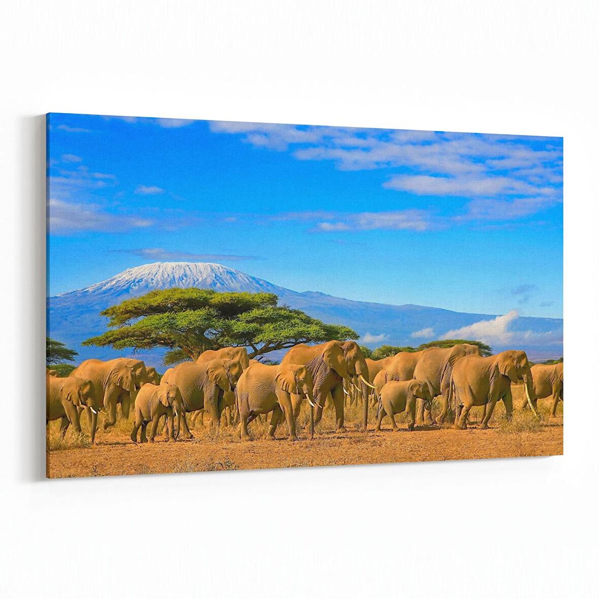 Olla 12661Y Hayvanlar Alemi Görseli Yatay Kanvas Tablo (Ölçü: 120X80)