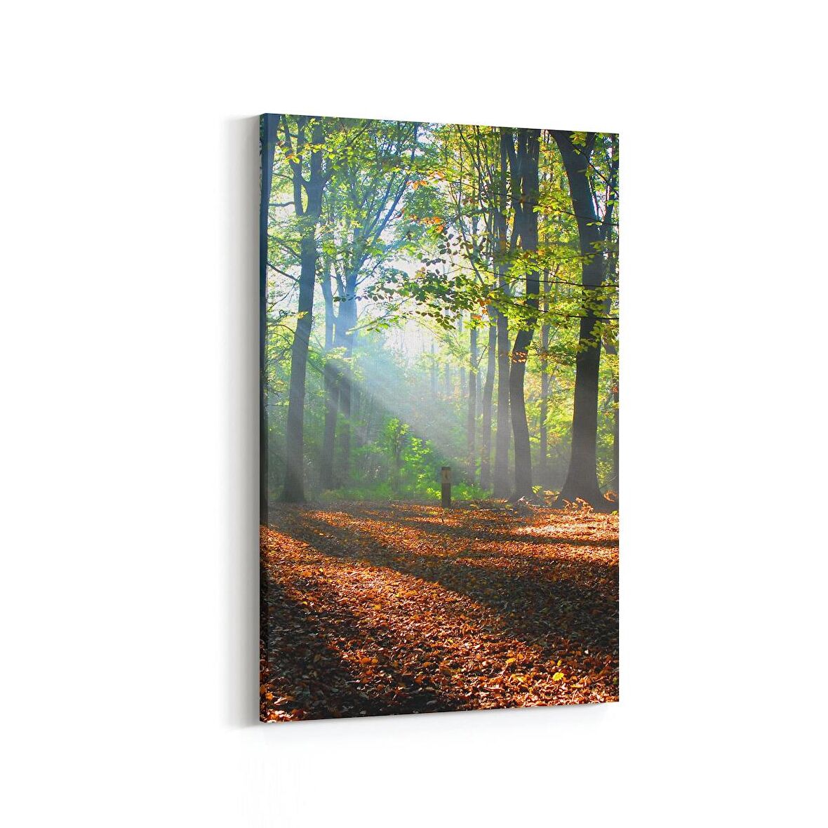 Olla 14606D Doğa / Manzara Görseli Dikey Kanvas Tablo (Ölçü: 100X150)