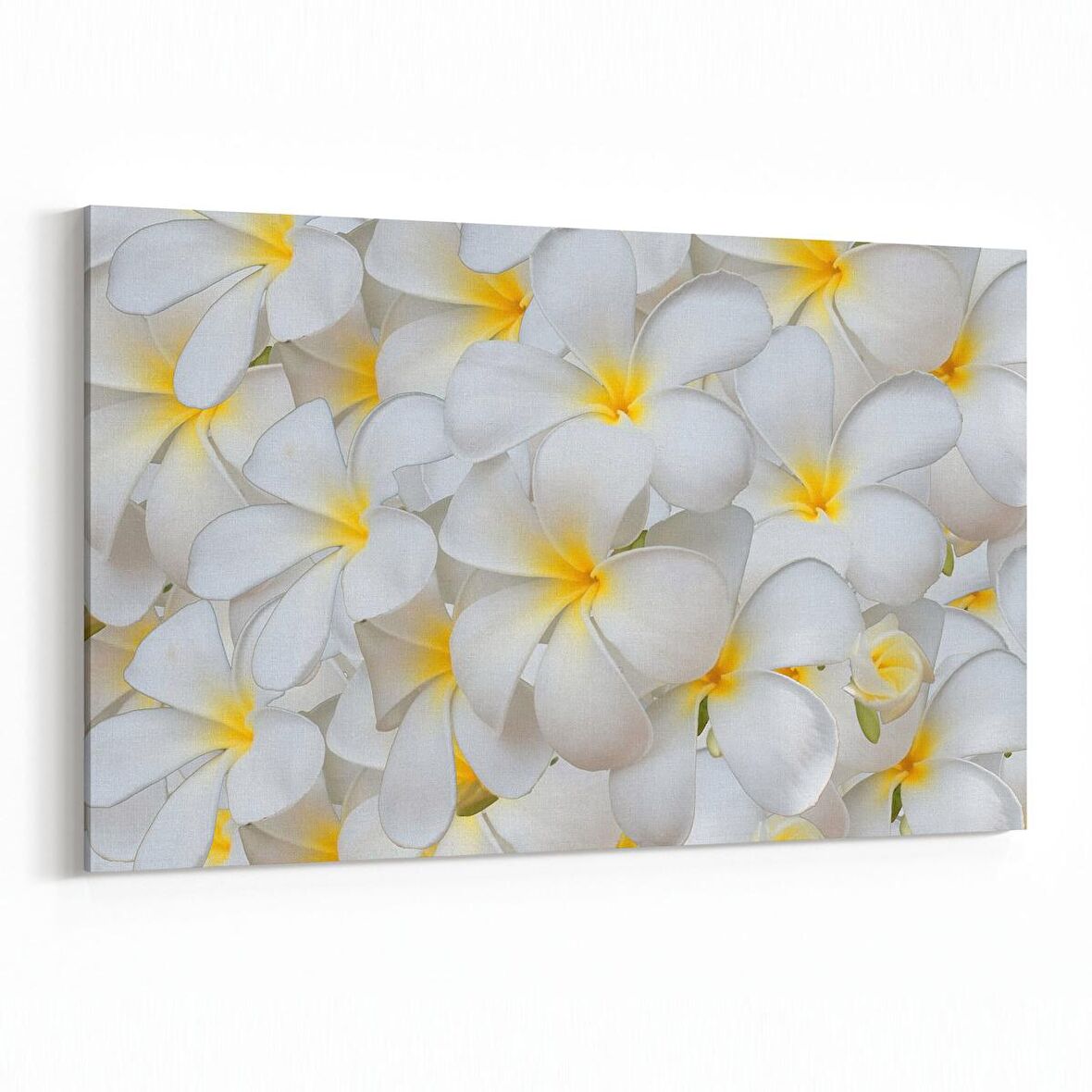 Olla 11633Y Çiçek Görseli Yatay Kanvas Tablo (Ölçü: 90X60)