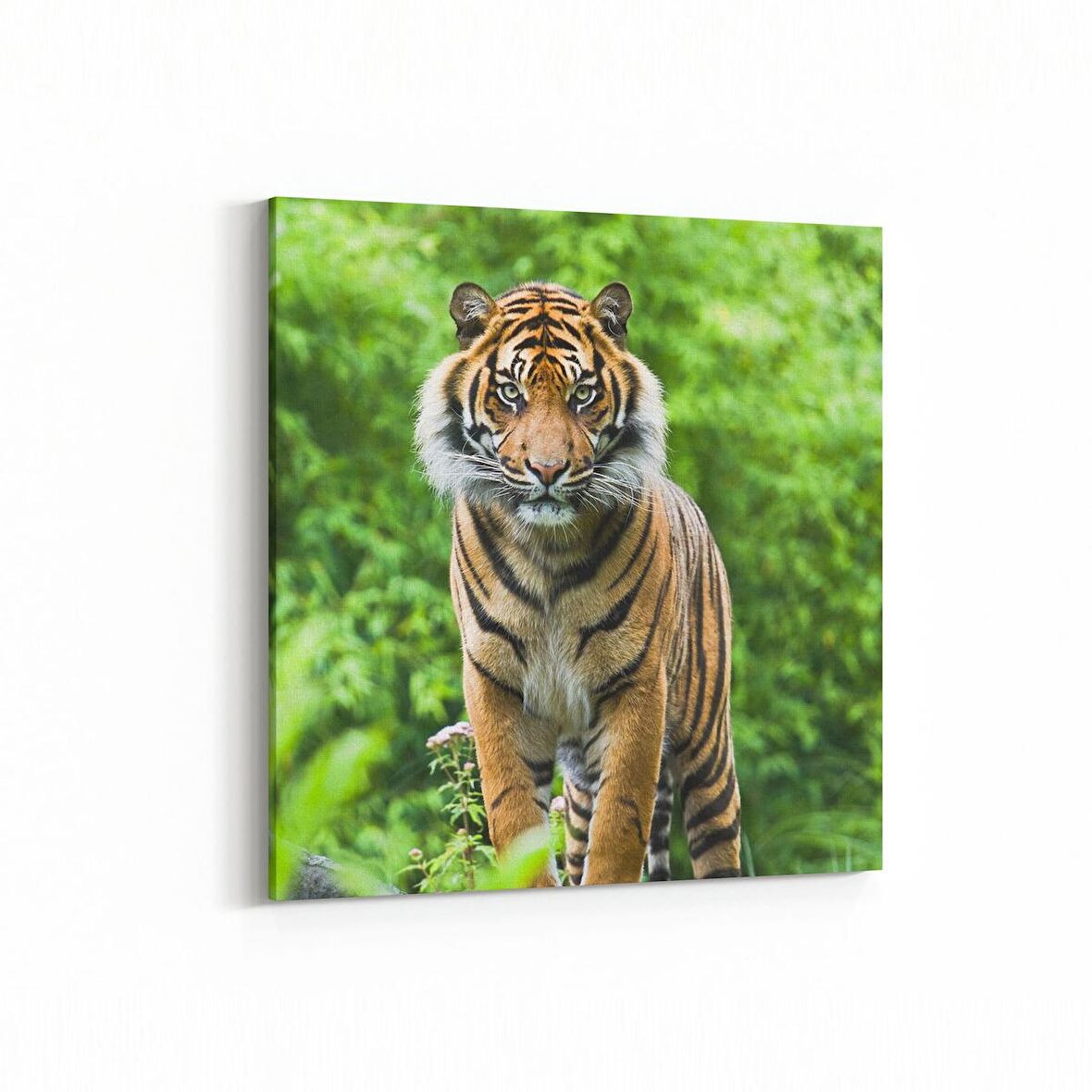 Olla 12475K Hayvanlar Alemi Görseli Kare Kanvas Tablo (Ölçü: 25X25)