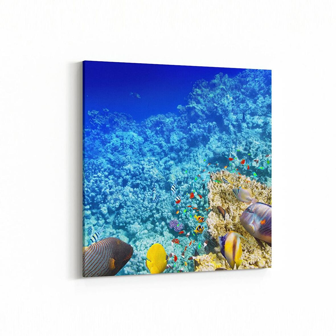 Olla 12124K Akvaryum / Balık Görseli Kare Kanvas Tablo (Ölçü: 30X30)