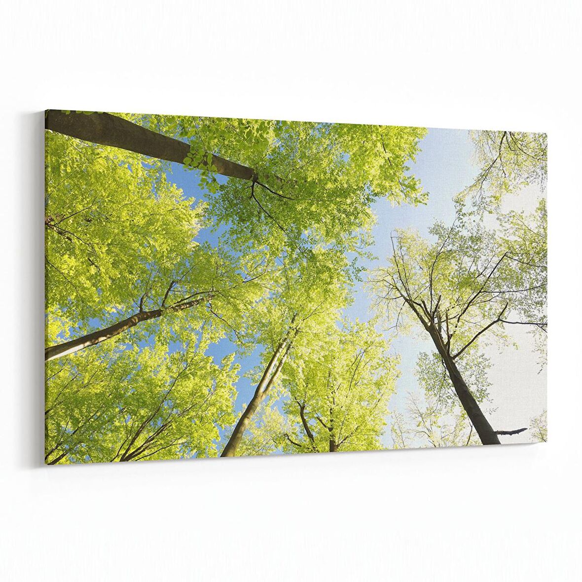 Olla 10688Y Ağaç Görseli Yatay Kanvas Tablo (Ölçü: 150X100)