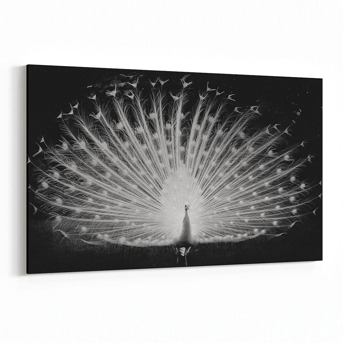 Olla 12601Y Hayvanlar Alemi Görseli Yatay Kanvas Tablo (Ölçü: 90X60)