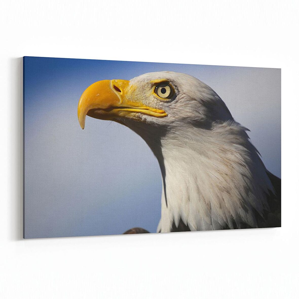 Olla 12595Y Hayvanlar Alemi Görseli Yatay Kanvas Tablo (Ölçü: 70X50)