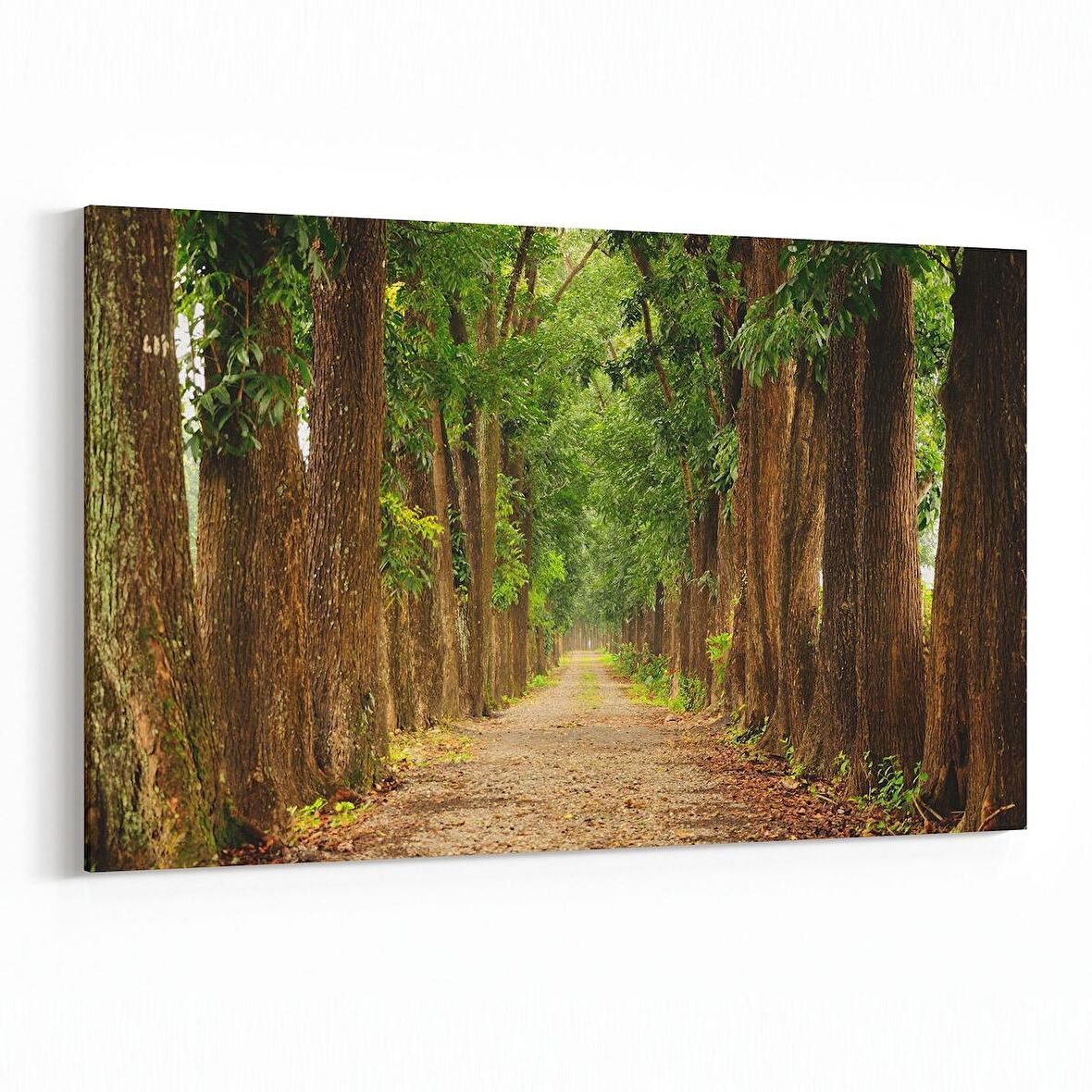 Olla 13350Y Doğa / Manzara Görseli Yatay Kanvas Tablo (Ölçü: 120X80)