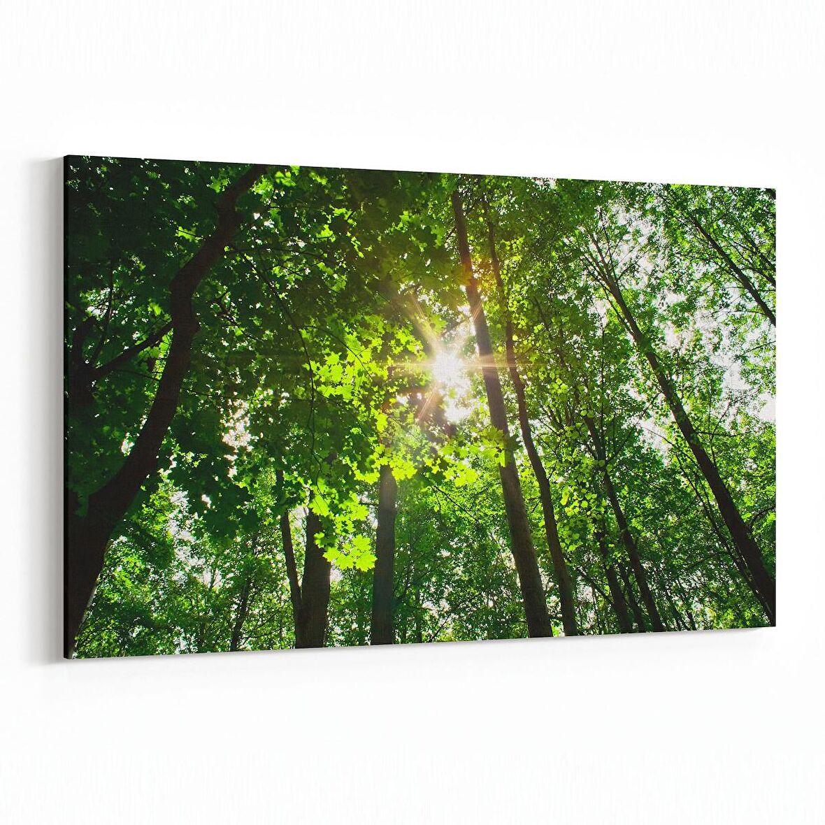 Olla 13710Y Doğa / Manzara Görseli Yatay Kanvas Tablo (Ölçü: 90X60)