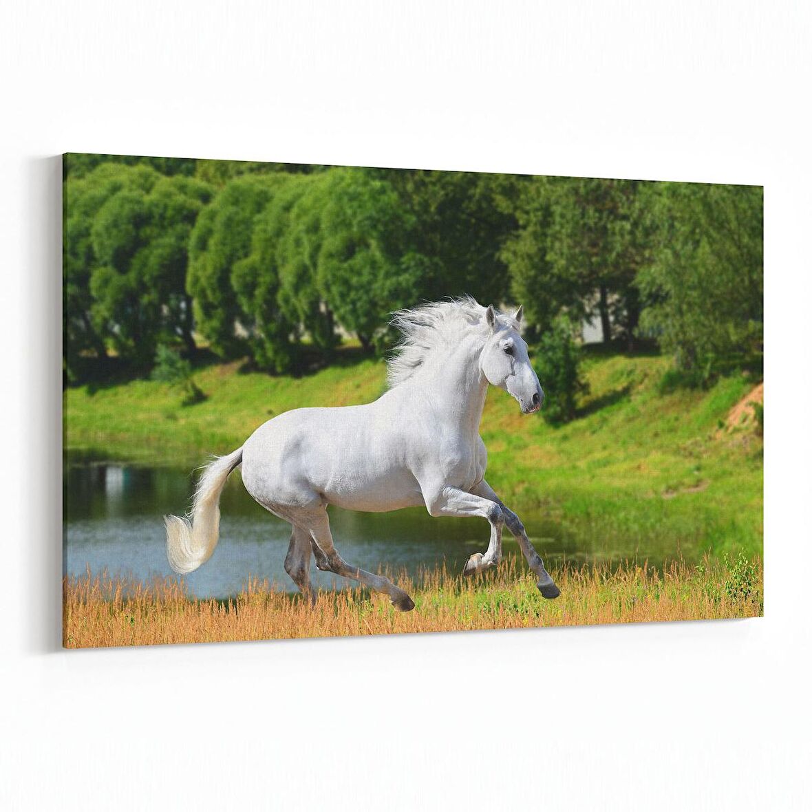 Olla 12491Y Hayvanlar Alemi Görseli Yatay Kanvas Tablo (Ölçü: 120X80)