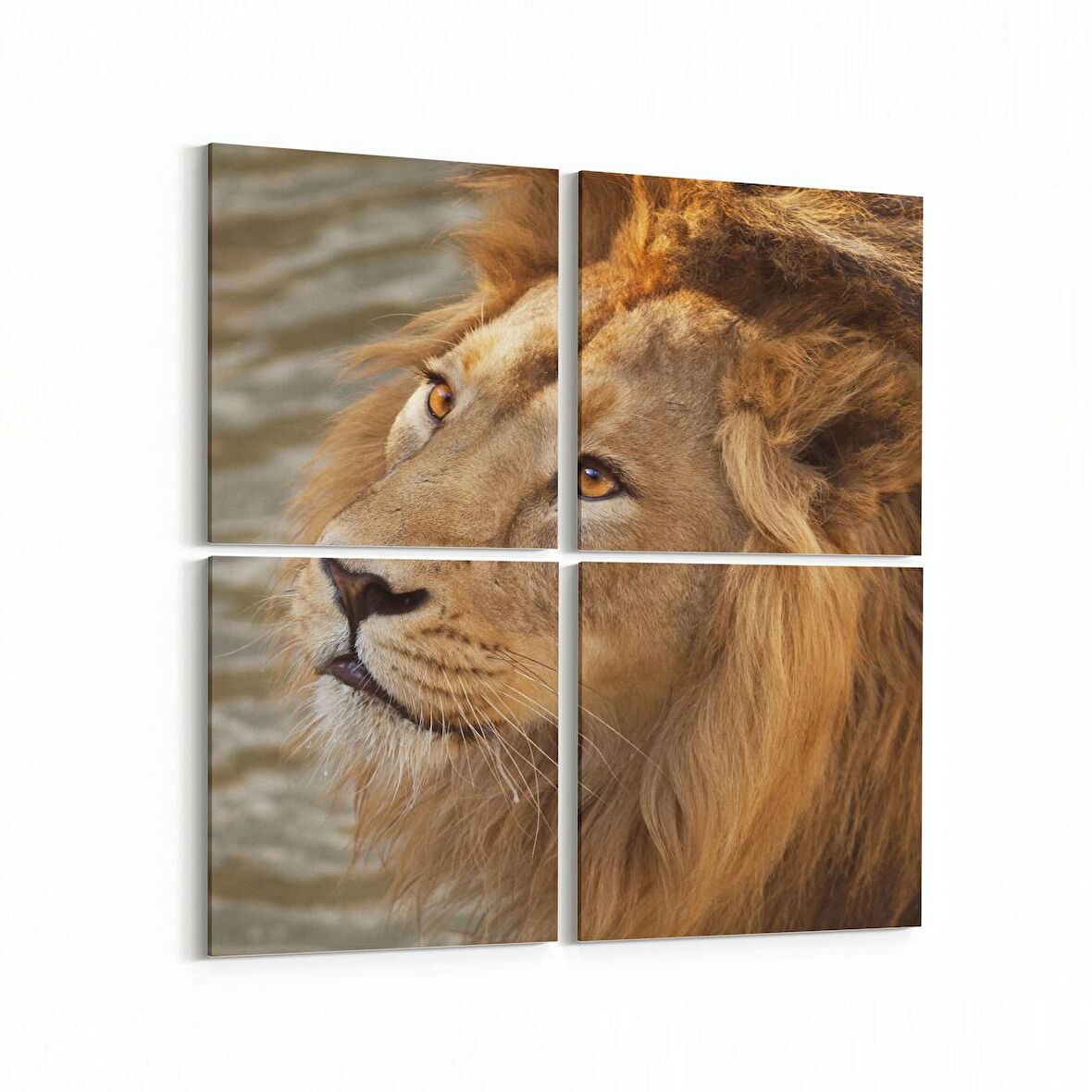 Olla 12563K4 Hayvanlar Alemi Görseli Kare 4'lü Kanvas Tablo (Ölçü: 145X145)