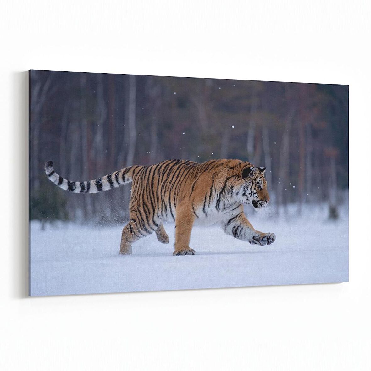 Olla 12518Y Hayvanlar Alemi Görseli Yatay Kanvas Tablo (Ölçü: 90X60)