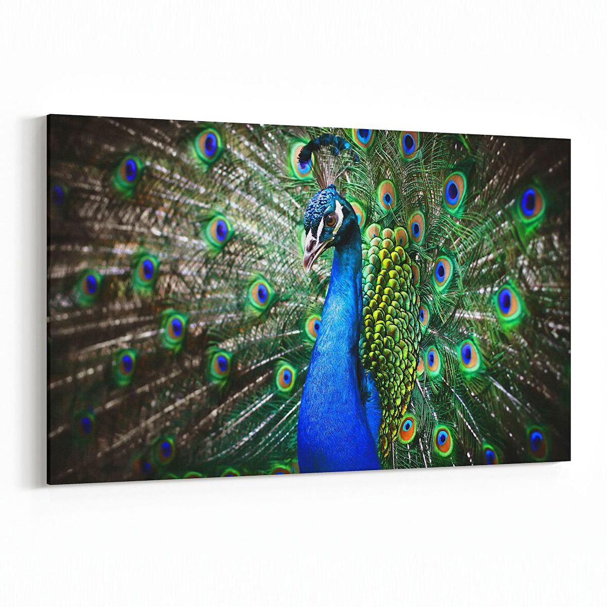 Olla 12653Y Hayvanlar Alemi Görseli Yatay Kanvas Tablo (Ölçü: 120X80)