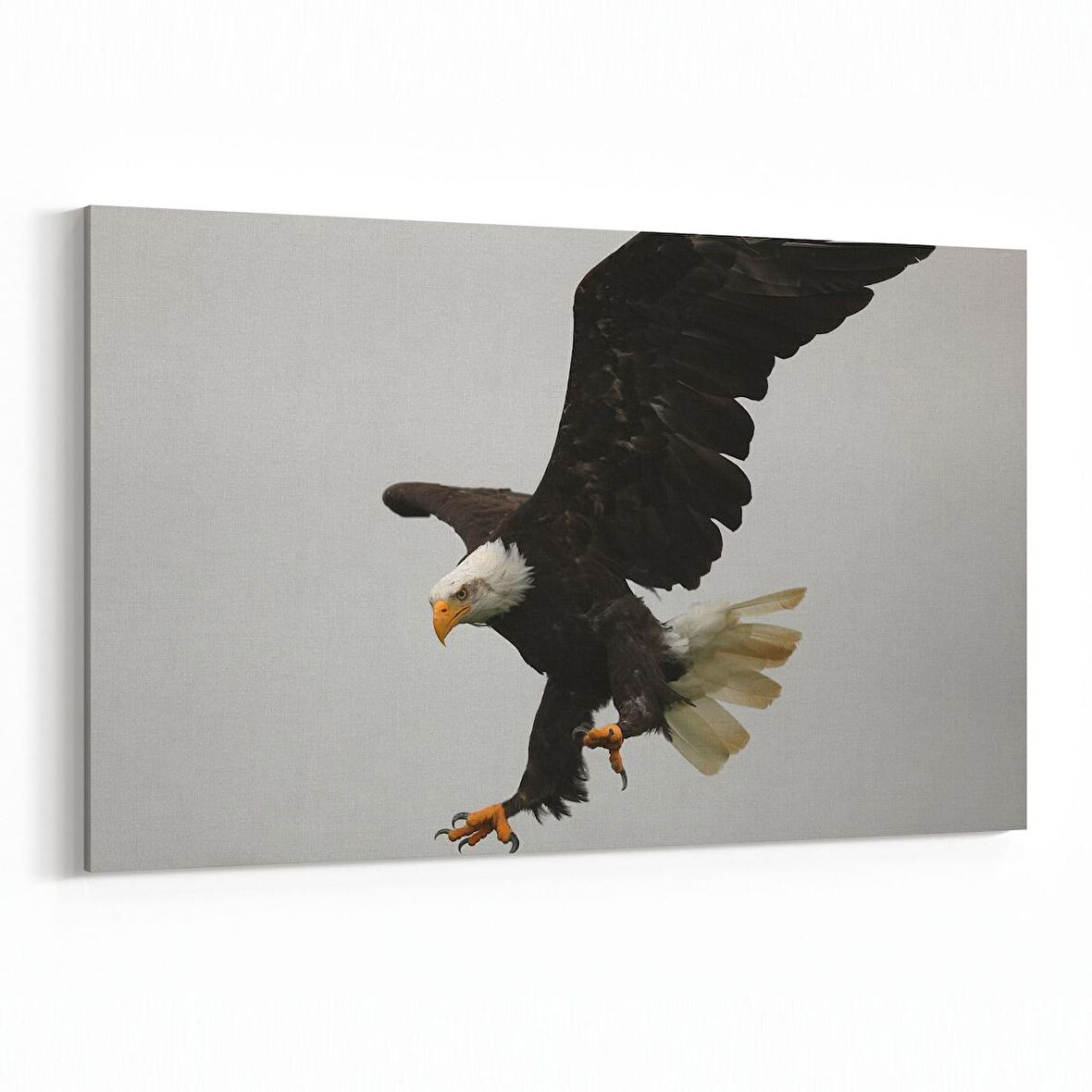 Olla 12526Y Hayvanlar Alemi Görseli Yatay Kanvas Tablo (Ölçü: 150X100)