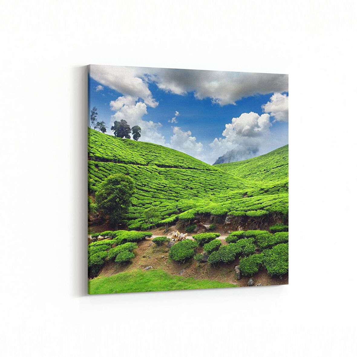 Olla 14545K Doğa / Manzara Görseli Kare Kanvas Tablo (Ölçü: 100X100)