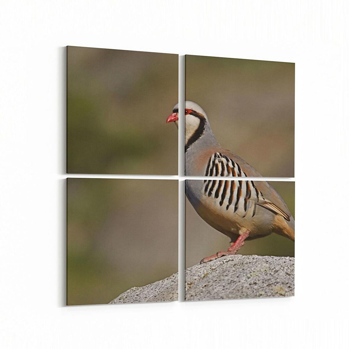 Olla 12471K4 Hayvanlar Alemi Görseli Kare 4'lü Kanvas Tablo (Ölçü: 145X145)