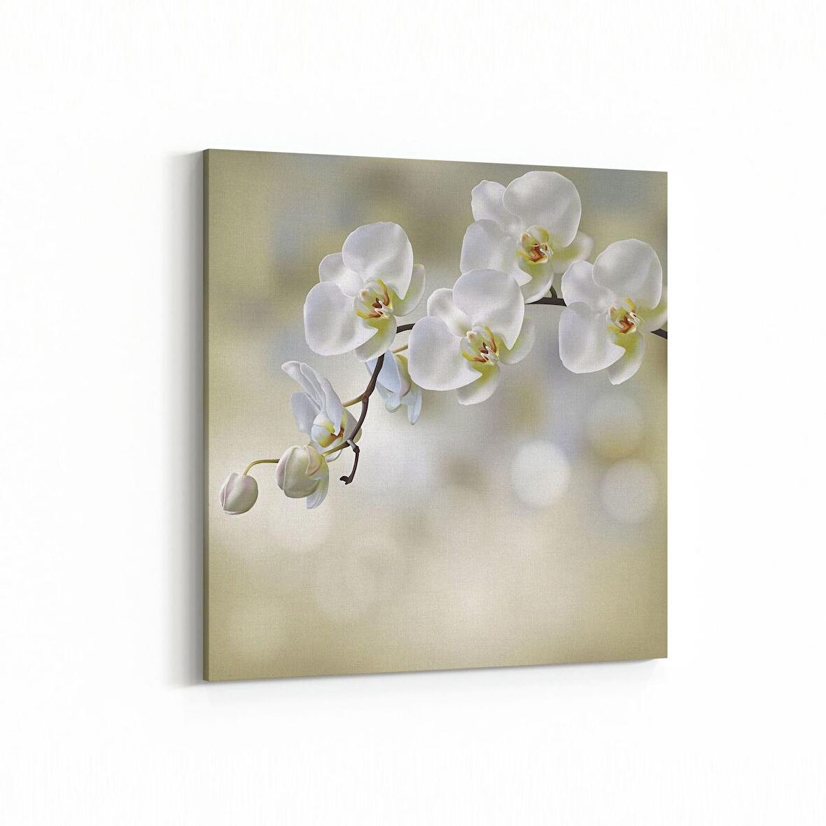 Olla 11718K Orkide Çiçek Görseli Kare Kanvas Tablo (Ölçü: 25X25)