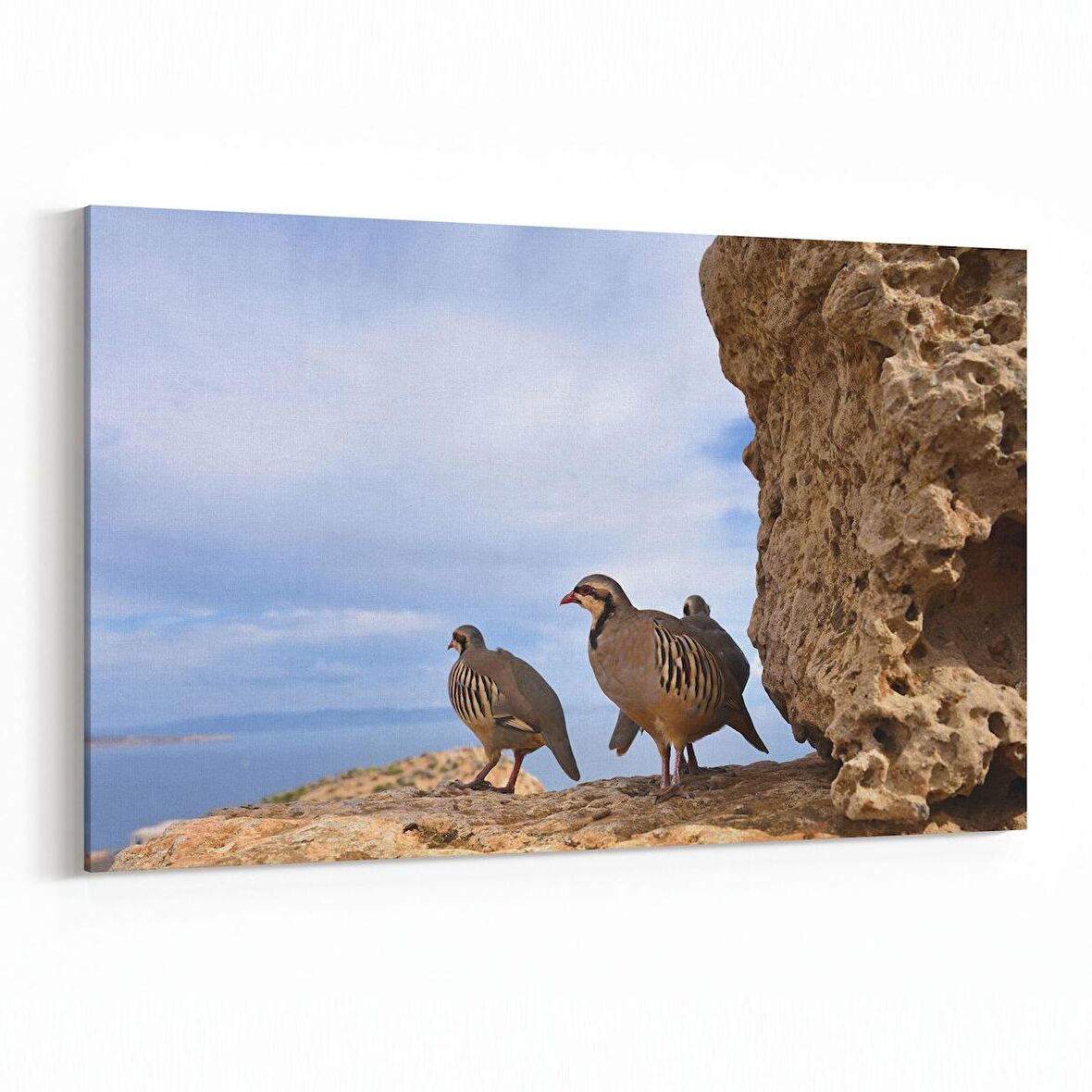 Olla 12635Y Hayvanlar Alemi Görseli Yatay Kanvas Tablo (Ölçü: 90X60)