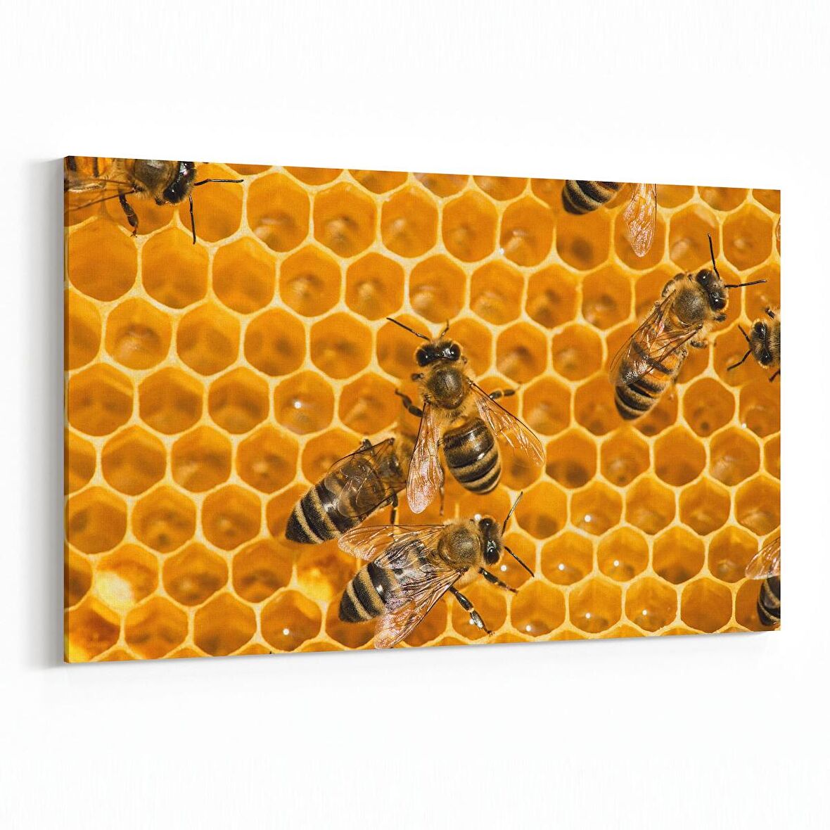 Olla 12620Y Hayvanlar Alemi Görseli Yatay Kanvas Tablo (Ölçü: 120X80)